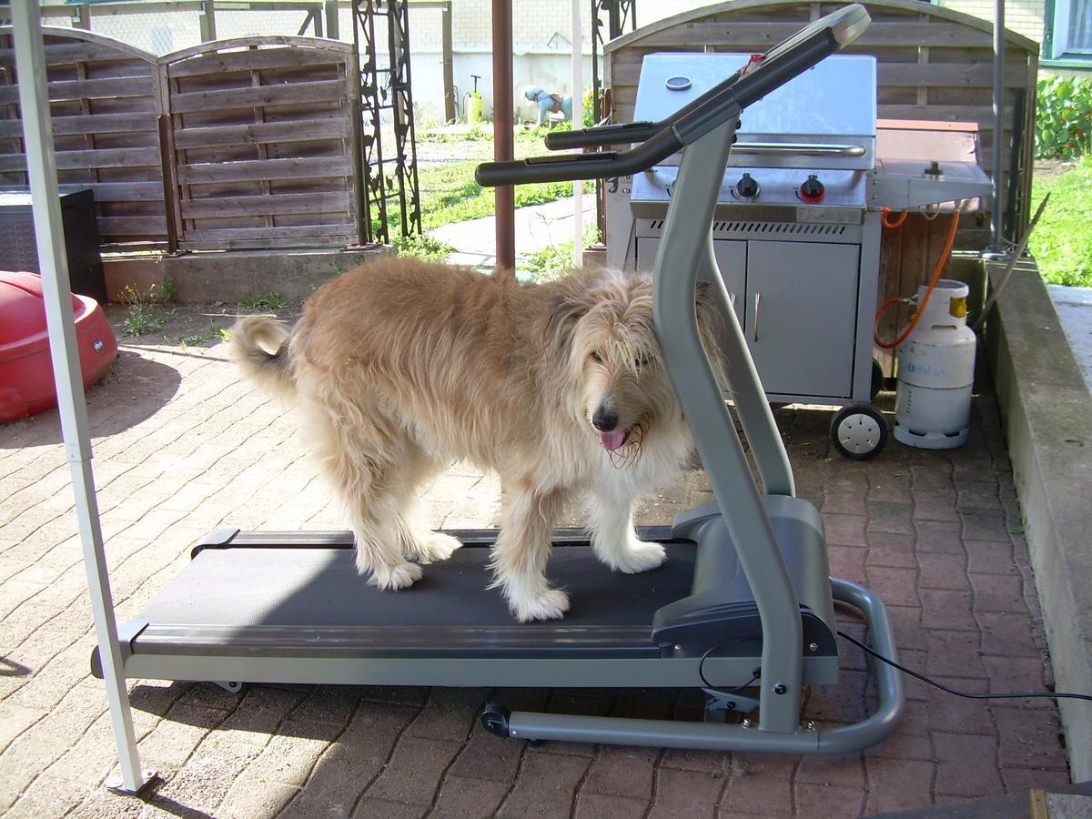 Wohlfuehloase Fuer Mensch Und Hund Panzió Uzwil Kültér fotó